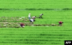 这张拍摄于2023年6月27日的航拍照片显示，农民在中国江苏省海安市的稻田里劳作。（法新社）