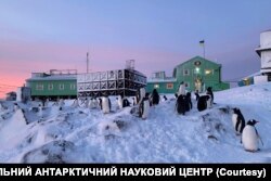 Пінгвіни поблизу української станції "Академік Вернадський". Фото: НАЦІОНАЛЬНИЙ АНТАРКТИЧНИЙ НАУКОВИЙ ЦЕНТР