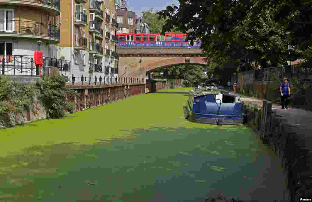 A passer-by walks along a path alongside duckweed covering the surface of the River Lee Navigation canal in London. Recent warm weather has caused the floating weed to proliferate, starving the water of oxygen much needed by aquatic wildlife, and posing a risk to animals that might mistake it for grass.