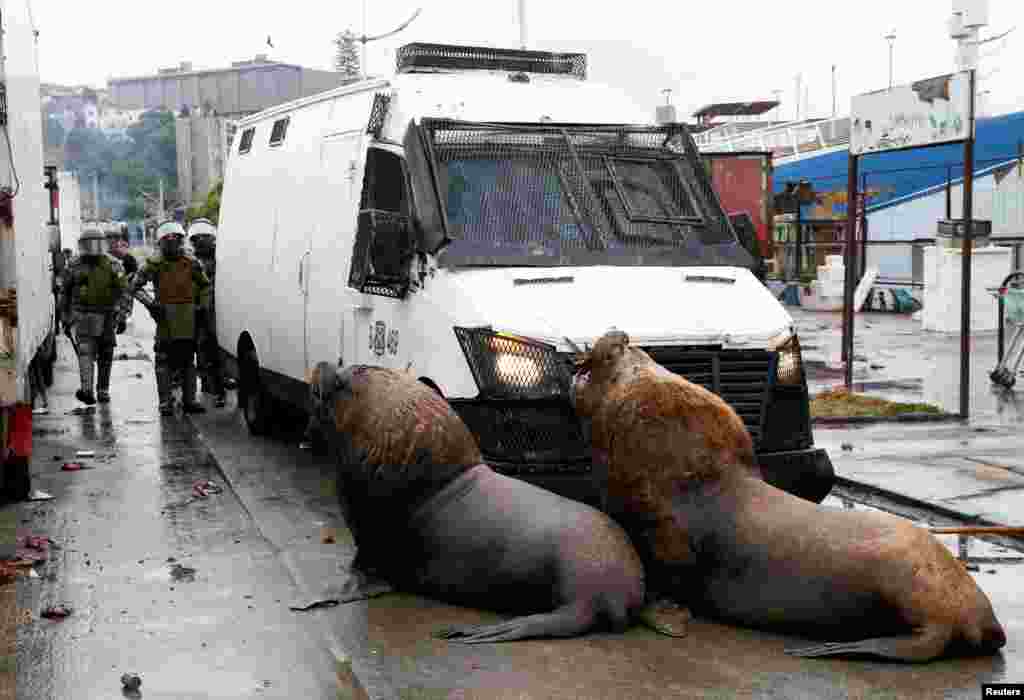 Sea lions obstruct the path of riot police during clashes with fishermen who are protesting the government following the repeal of the existing fishing law and the non-payment of promised bonuses, in Valparaiso, Chile.