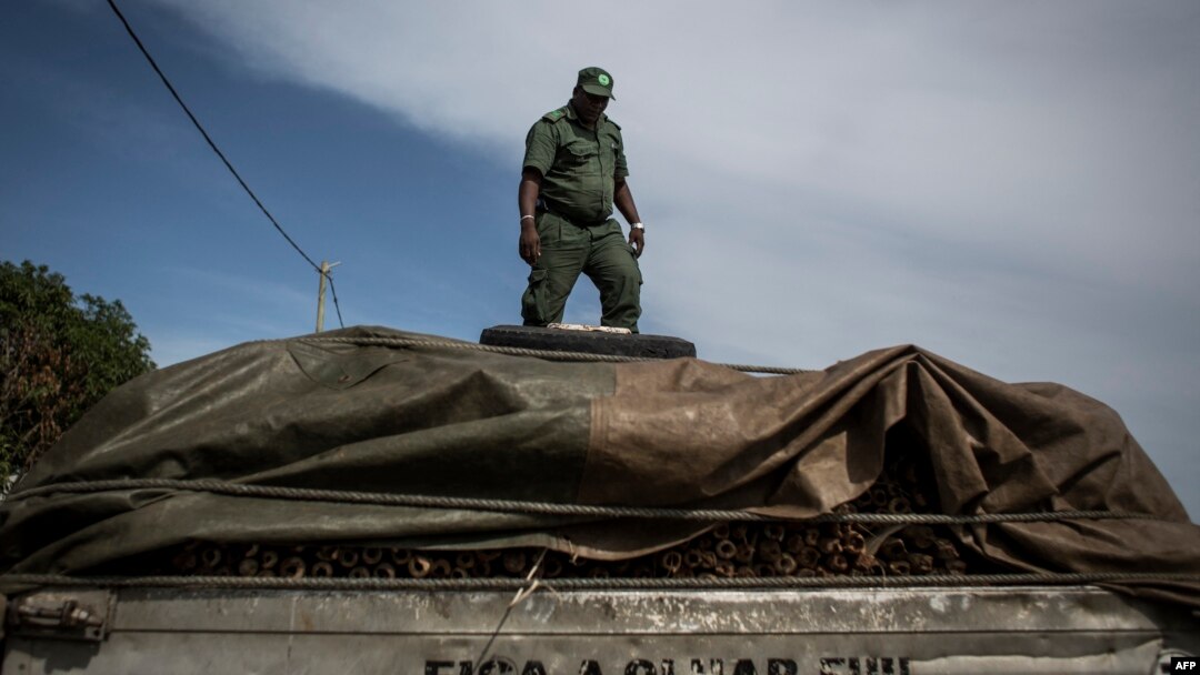 FILE - A member of the Mozambican Forestry Police stands on the top of truck suspected of carrying illegal wood, in Pemba, Cabo Delgado province, Mozambique, Feb. 13, 2017.