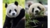“熊猫热”归来：华盛顿国家动物园年底前将再次迎来两只大熊猫