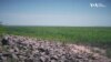 Двометрові дерева замість води. Як виглядає Каховське водосховище за рік після підриву греблі. Відео
