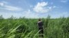 Hа Каховському водосховищі виріс вербовий ліс 