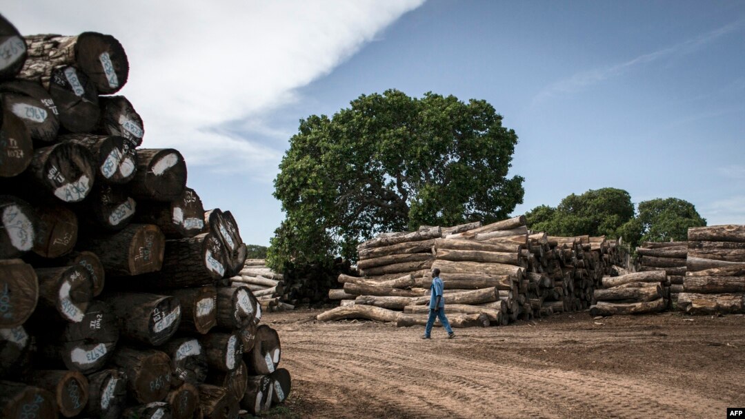 FILE - A worker walks in a storage bay of a logging company on the outskirts of Pemba, Cabo Delgado province, Mozambique, Feb. 13, 2017.