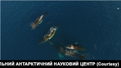 Кити. Скріншот з відео: НАЦІОНАЛЬНИЙ АНТАРКТИЧНИЙ НАУКОВИЙ ЦЕНТР