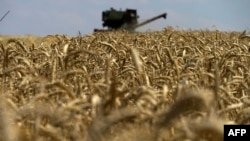 Фото 31 липня 2022 ркоу - збір врожаю поблизу Маріуполя