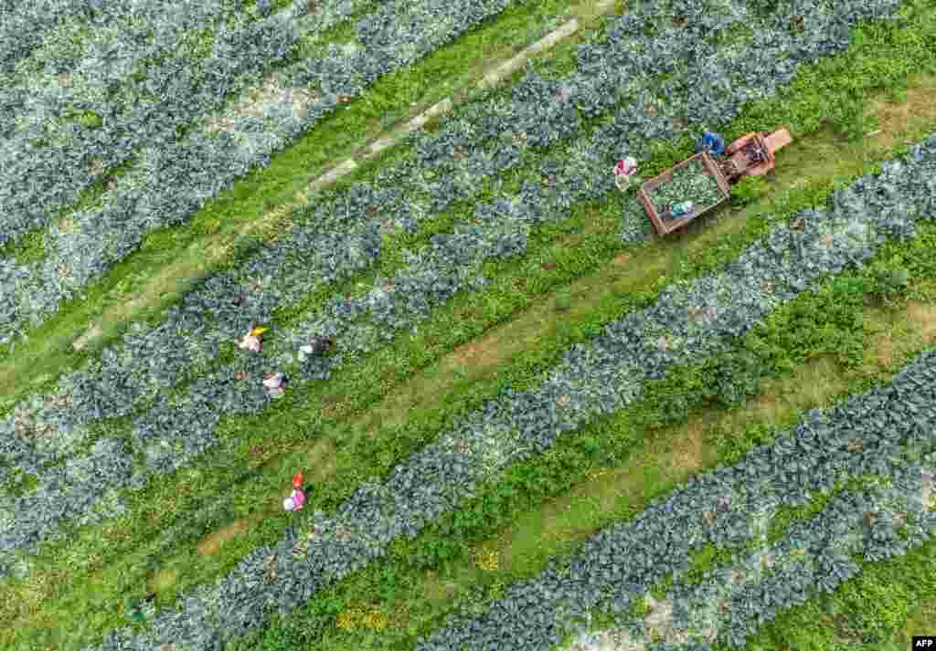 Farmers harvest broccoli at a field in Bijie in China's southwestern Guizhou province.