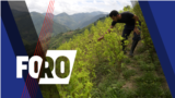 Thumbnail Foro horizontal