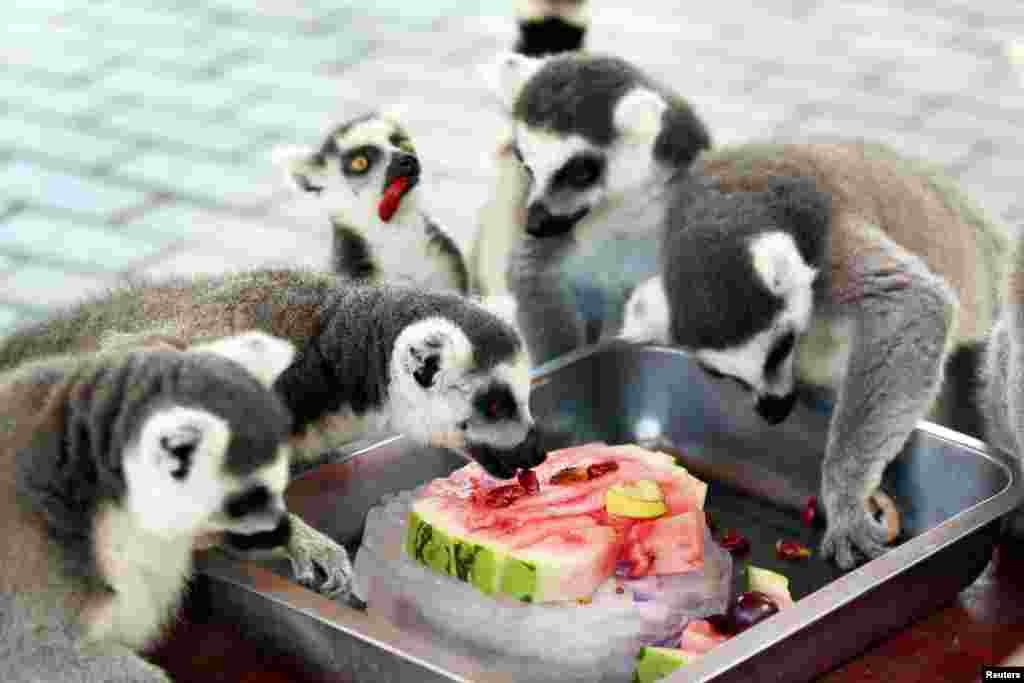 Ring-tailed lemurs eat a slice of watermelon on ice during the hot weather in a zoo in Changzhou, Jiangsu province, China, July 18, 2018.