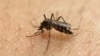 A groundbreaking study has found a likely biological link between the mosquito-borne Zika virus and microcephaly.