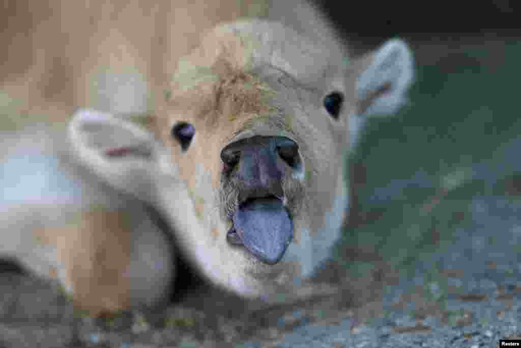 A recently born rare white bison is seen in a zoo in Belgrade, Serbia.