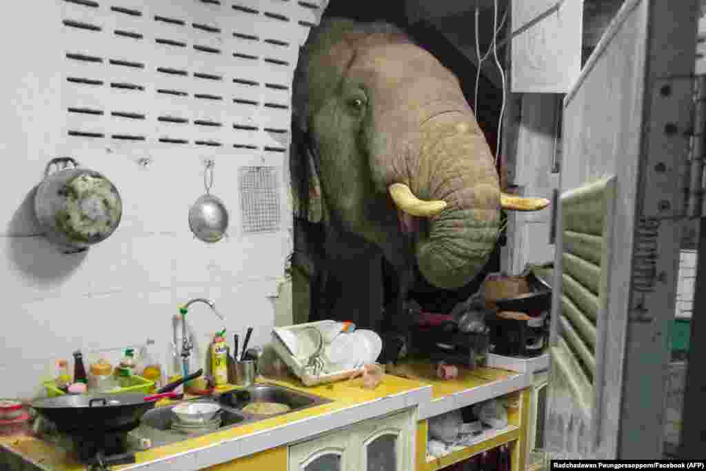 An elephant search for food in the kitchen of Radchadawan Peungprasopporn's home in Pa La-U, Hua Hin, Thailand.