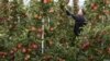 Фермери в Нідерландах почали знищувати продукцію через ембарго Росії