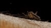 New Warning From CDC on Zika Virus Transmission