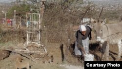 资料照片：南非首都比勒陀利亚以北的一名农村妇女在喂养她的一头驴。(美国之音卡西姆拍摄)