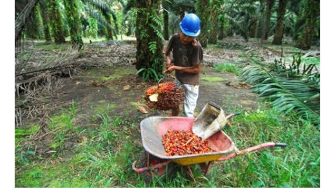 FILE - A worker collects harvested palm oil fruits at a plantation in Pangkalan Bun in Central Kalimantan, Indonesia, 19 Feb. 2010.