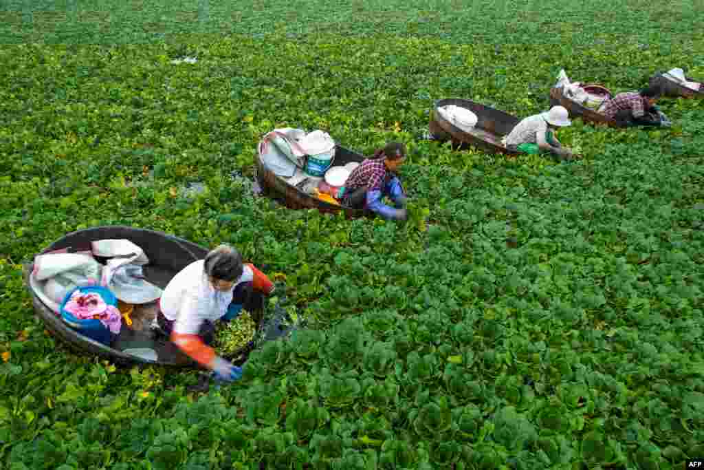 Farmers pick water chestnuts in a pond in Taizhou, in China's eastern Jiangsu province.