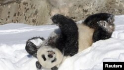 芬兰艾赫泰里动物园不堪饲养大熊猫的高昂成本，决定提早将一对大熊猫归还中国。( Lehtikuva／路透社)