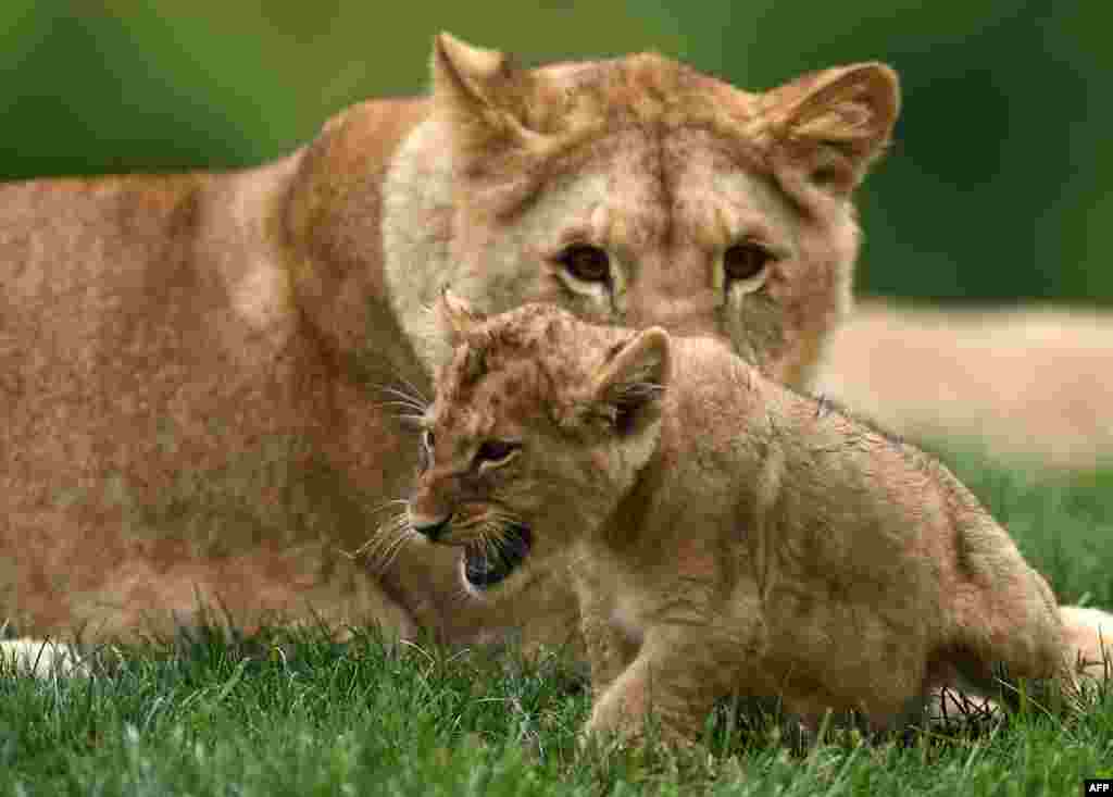 A lion cub born on April 15, 2017 is seen inside the new enclosure "La Terre des Lions," at the Zooparc of Beauval, France.