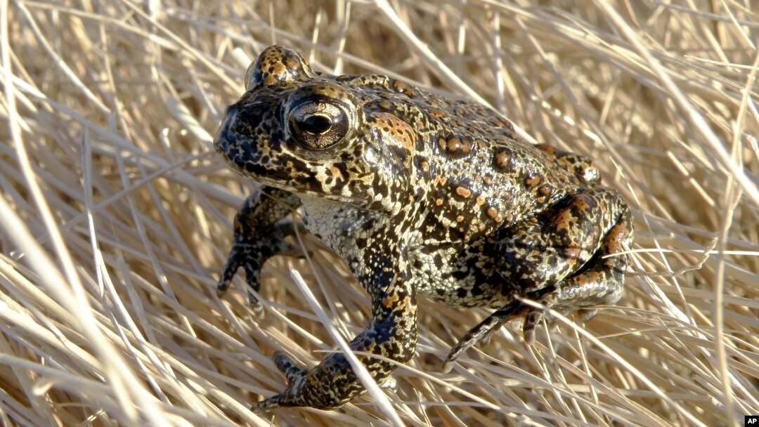 A Dixie Valley toad sits atop grass in Dixie Valley, Nev., on April 6, 2009. The tiny Nevada toad at the center of a legal battle over a geothermal project has officially been declared an endangered species. (Matt Maples/Nevada Department of Wildlife via AP, File)