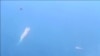 中國與越南 因南中國海主權糾紛再生衝突