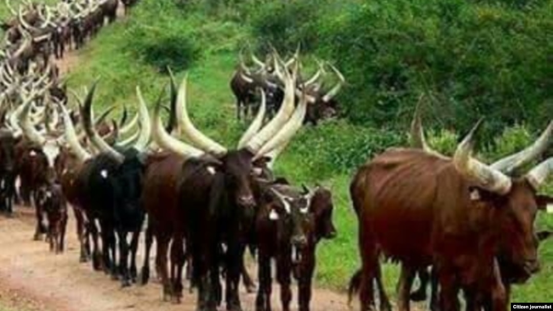 ADAMAWA: Fulani da suka kaura da shanunsu