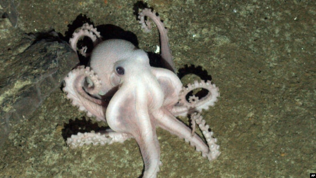 A pale octopus seen on the ocean floor at depth of more than 2,000 meters near Antactica. (Photo: PLoS Biology Journal)