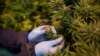Lesotho's Budding Cannabis Industry Sparks High Hopes