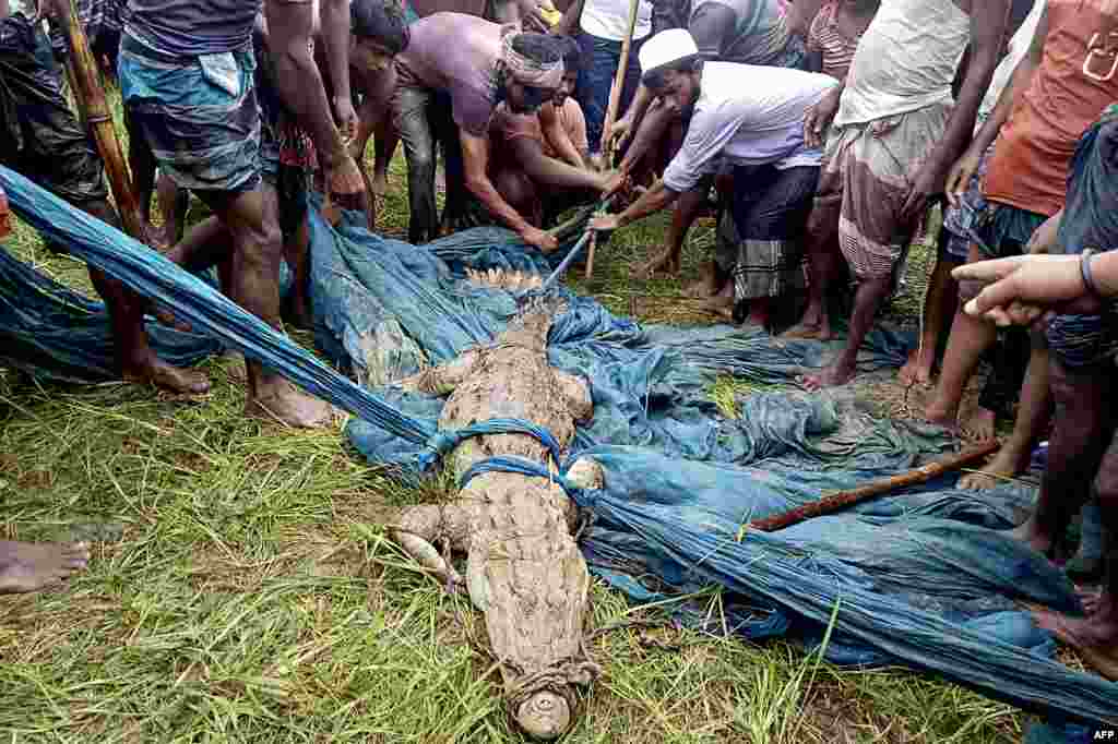 Onlookers gather as a rare fresh water crocodile is captured from a river after wildlife rangers made a futile attempt to nab it for two weeks, in Faridpur, Bangladesh, Aug. 8, 2021.