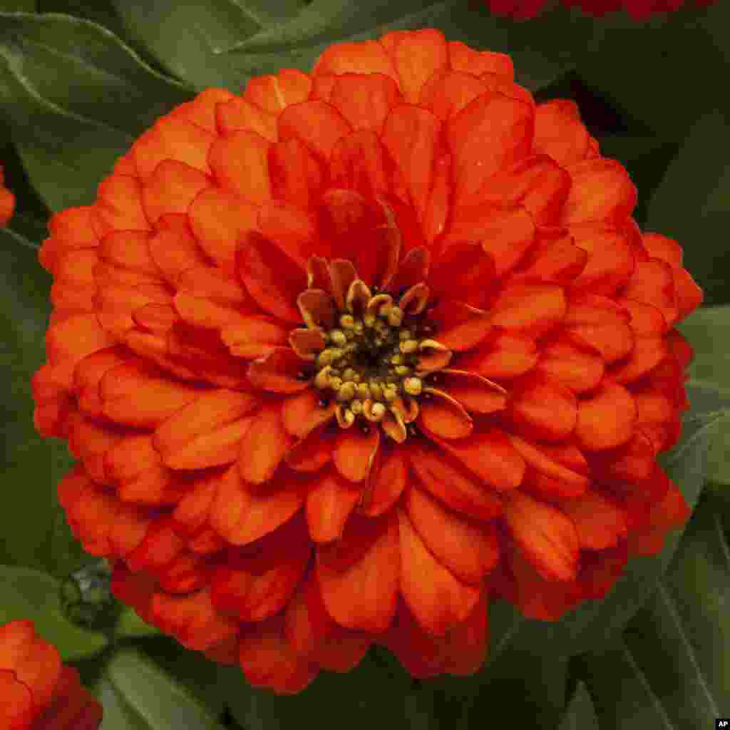 Gardening-Select New Plants