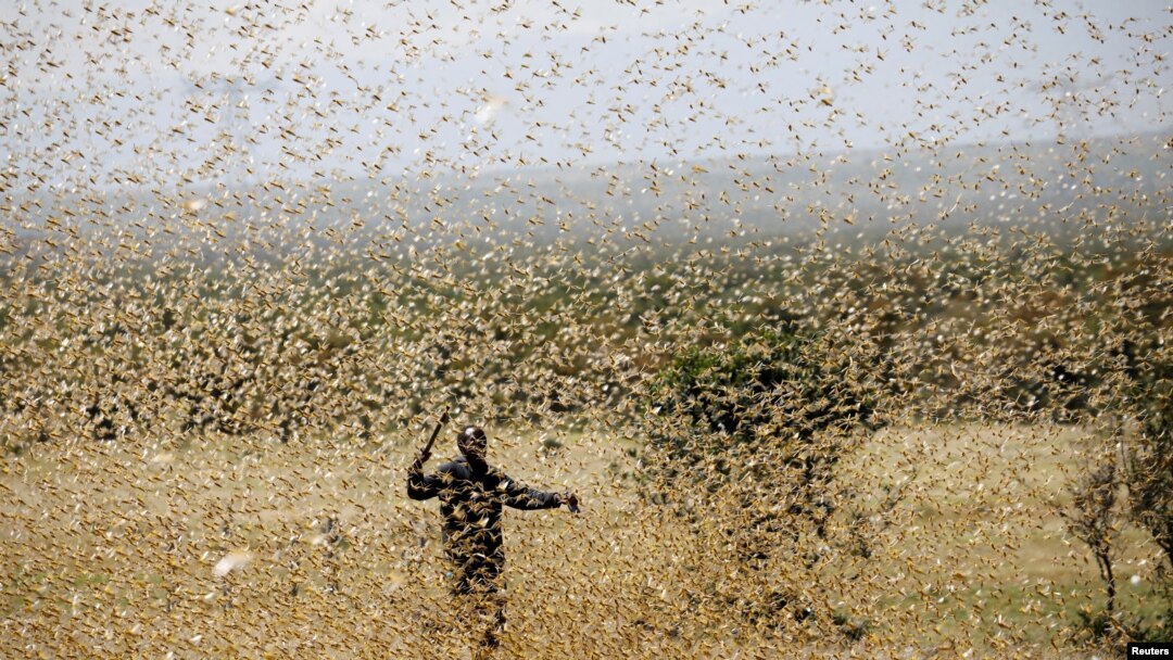 A man attempts to fend-off a swarm of desert locusts at a ranch near the town of Nanyuki in Laikipia county, Kenya, Feb. 21, 2020. 