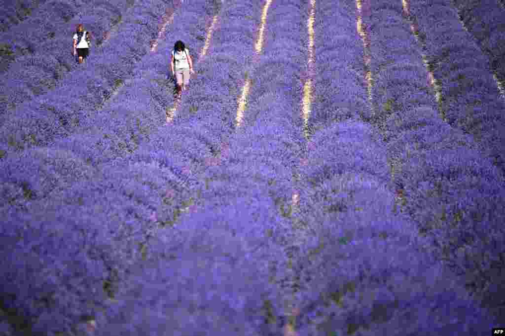 Women walk in a lavender field in Sale San Giovanni, near Cuneo, Northwestern Italy, June 29, 2021.