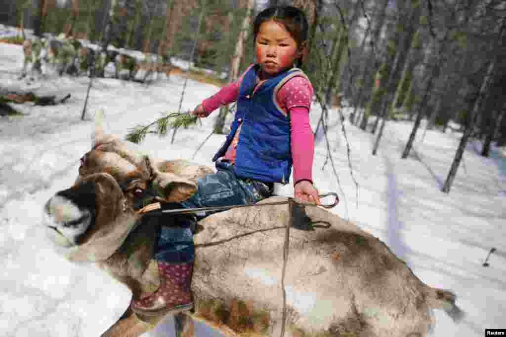 Tsetse, the 6-year-old daughter of Dukha herder Erdenebat Chuluu, rides a reindeer in the forest near the village of Tsagaannuur, Khovsgol aimag, Mongolia.