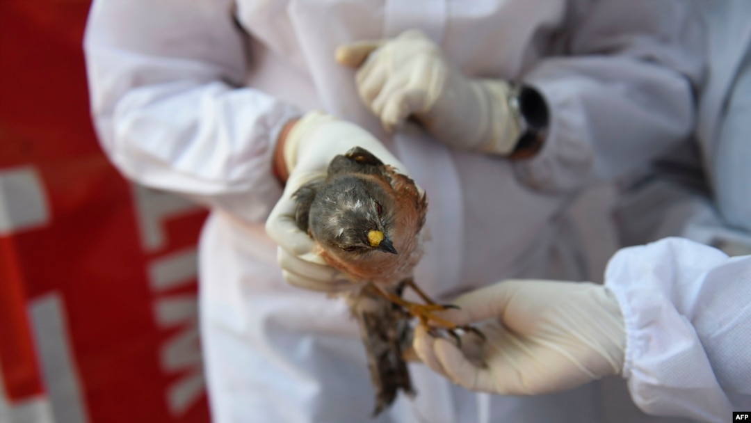 Volunteers wearing Personal Protective Equipment (PPE) as a precaution against the spread of bird flu treat an injured rescued bird at a temporary shelter in Ahmedabad, India, on Jan. 13, 2021.