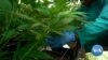 Lesotho's Budding Cannabis Industry Sparks High Hopes
