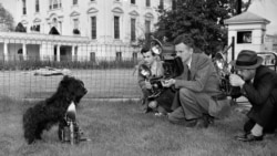 Фала позує для фотографій з нагоди свого другого дня народження, 7 квітня 1942 року