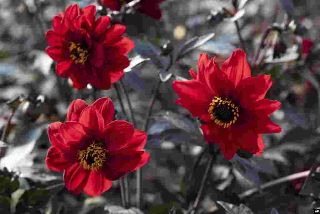 Gardening-Select New Plants