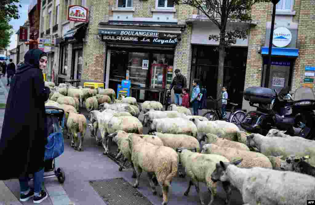 A herd of sheep walks past residents and shops in Aubervilliers, north of Paris, France.