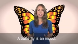 English in a Minute: Social Butterfly