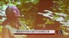 灵长类学家古道尔对话VOA 赞中美象牙禁令 