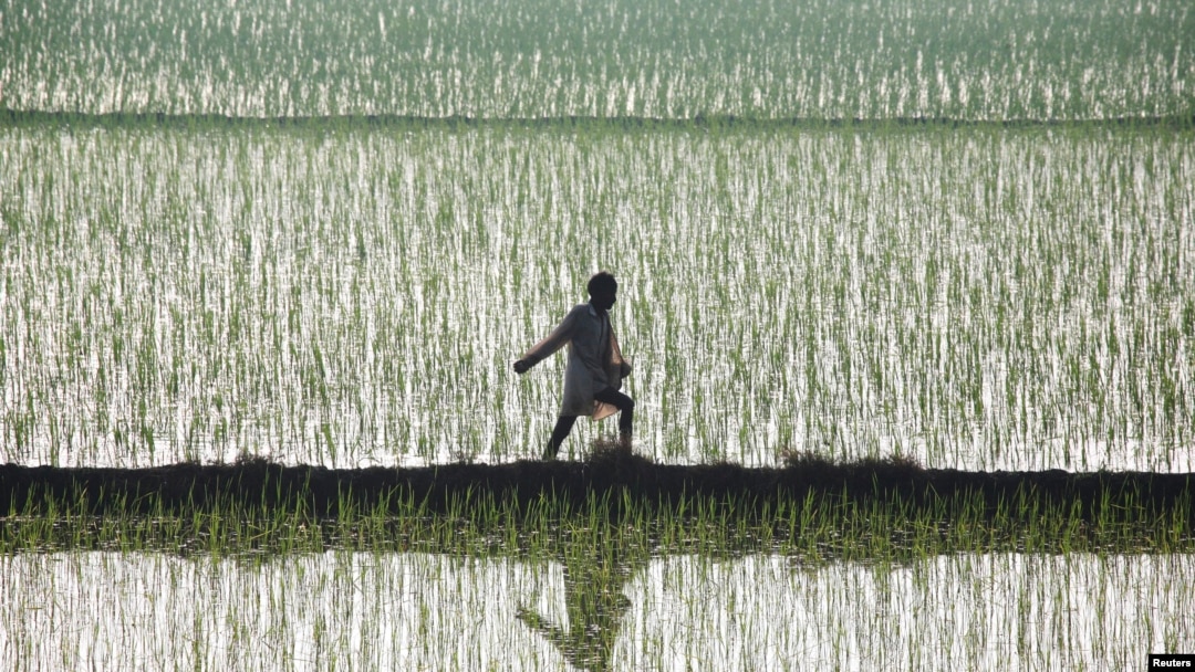 FILE - A farmer spreads fertilizer in a paddy field at Traouri village, Haryana state, India.