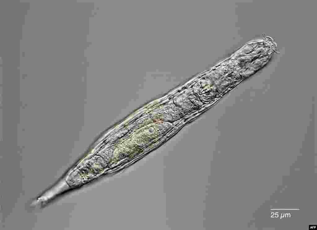 A microscopic animal called a bdelloid rotifer came back to life after being frozen for 24,000 years in Siberia and then successfully made clones of itself, Russian scientists said. (Credit: Michael Plewka/Handout)