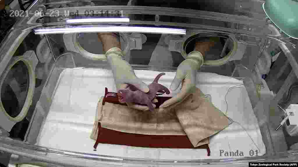 A staff member handles one of the newly-born twin cubs delivered by giant panda Shin Shin at Tokyo's Ueno Zoological Park, Japan.