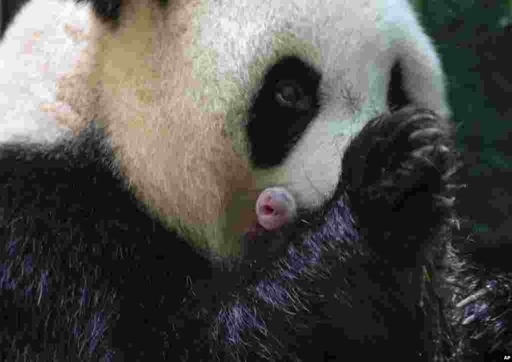 This handout photo released by the Beauval Zoo shows panda Huan Huan holding her new born female cub in Saint-Aignan, central France. A giant panda on loan to France from China gave birth to two female twin cubs, a French zoo announced. 