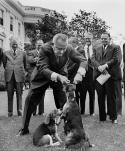 Президент Джонсон тримає за вуха свого собаку, 27 квітня 1964 року