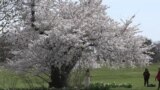 Cherry Blossoms Bloom at National Arboretum