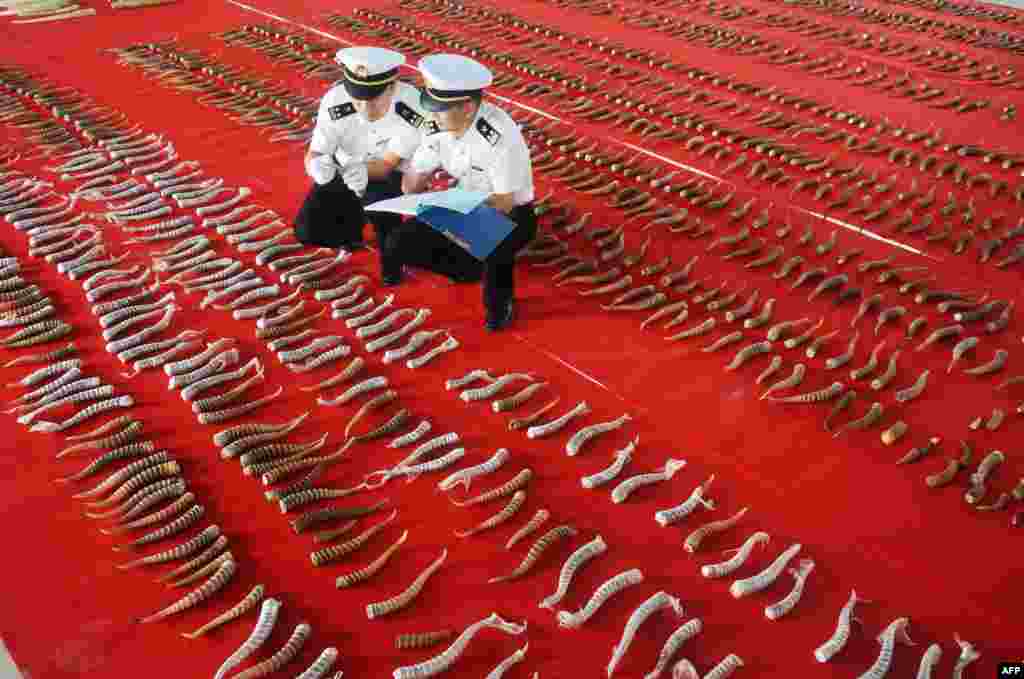 This undated photo shows customs officers checking on smuggled antelope horns in Harbin in China's northeastern Heilongjiang province. Chinese customs authorities said they seized 156 prehistoric mammoth tusks from a truck entering from Russia in one of the country's largest such hauls.
