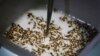 FILE - A technician inspects the pupae of genetically modified Aedes aegypti mosquitoes, a vector for transmitting the Zika virus, in Campinas, Brazil, Feb. 1, 2016.