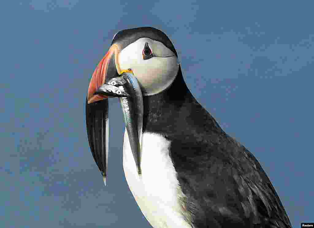 An Atlantic Puffin carries sand eels in its bill on the island of Skomer, Pembrokeshire, one of the most important wildlife sites in Europe and the breeding place for over 30,000 Atlantic Puffins, in Wales, Britain.